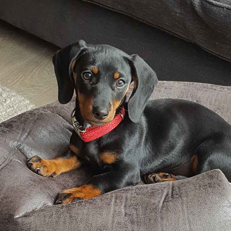 Puppy training in Shrewsbury