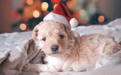 A puppy for Christmas?