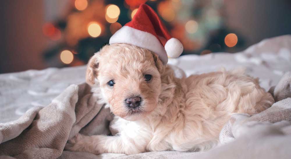 A puppy for Christmas?